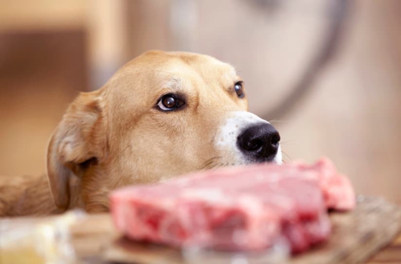 Köpekler Çiğ Et Yer Mi?