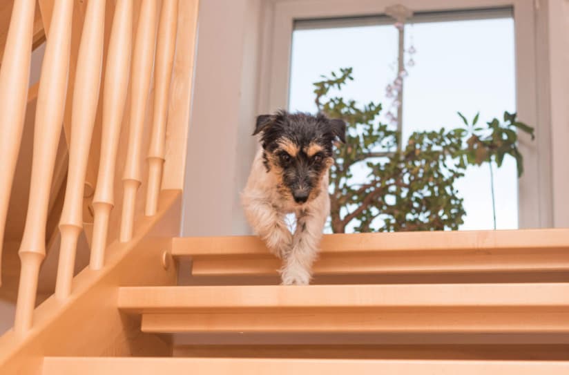 Köpekler İçin Evde Yapılabilecek 5 Kış Egzersizi