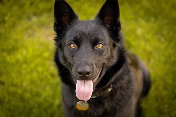 Köpekler İçin Yüksek Proteinli Mamaların Önemi