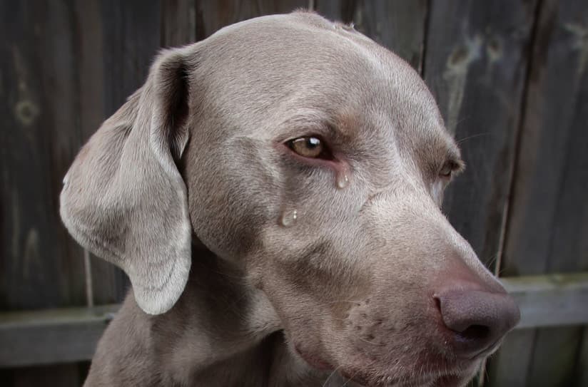 Köpekler Neden Ağlar?