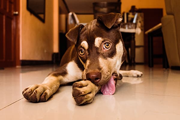 Köpekler Neden Havlar?