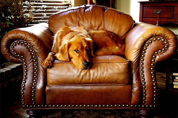 Köpekler Sarılmayı Sever mi?