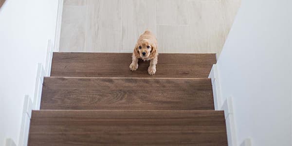 Köpeklerde Merdiven Korkusu