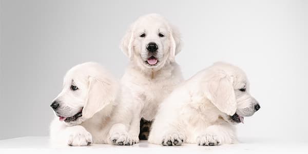 Köpekler Yulaf Ezmesi Yiyebilir mi?