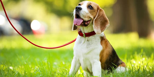 KÖPEKLERDE BAKTERİ VE MANTAR ENFEKSİYONLARI