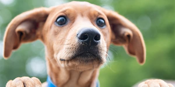 Köpeklerde Brakisefalik Hava Yolu Sendromu