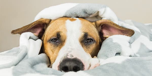 Köpeklerde Gençlik Hastalığı