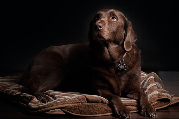 Köpeklerde Gıda Alerjileri