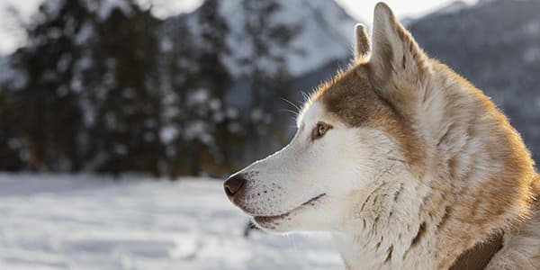 Köpeklerde Şişkinlik