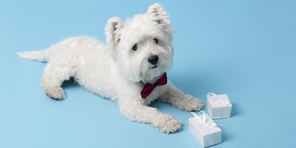 Köpeklerde Veteriner Bakımı