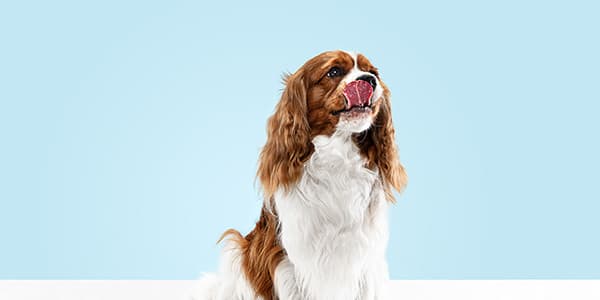 Köpeklerin En Favori Atıştırmalığı