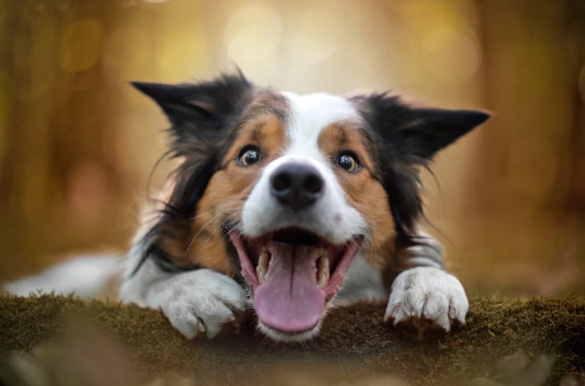 Köpeklerin Gizli Dilini Çözmek – Tüylü Bebeğiniz Ne Diyor?