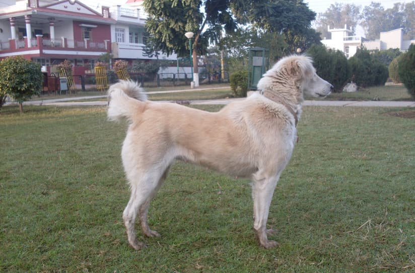 Köpeklerin Vücut Dilini Okumak