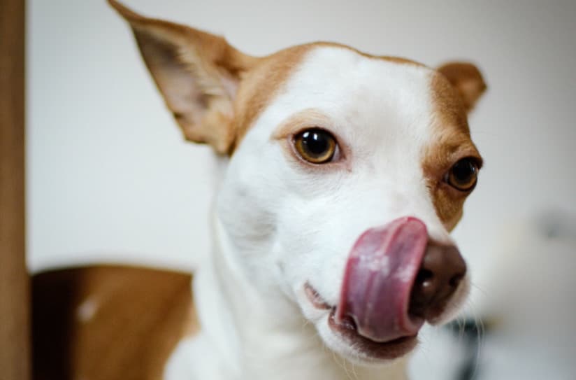 Köpeklerin Yalama Güdüsü Neden Kaynaklanır?