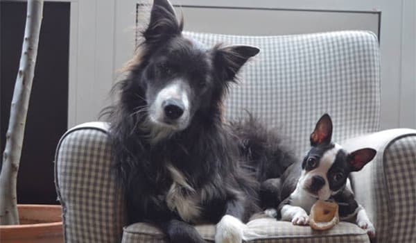 Küçük Irk Köpekler Neden Daha Uzun Yaşar?