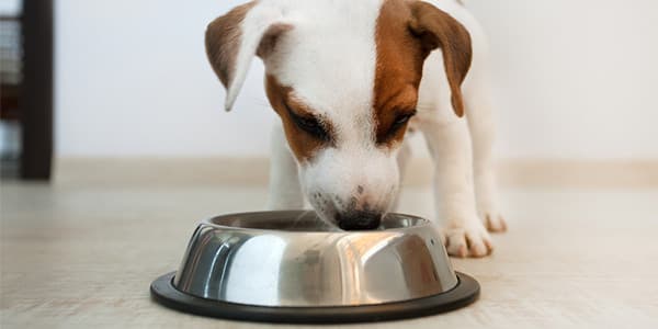 Küçük Irklar İçin En İyi Köpek Mamaları