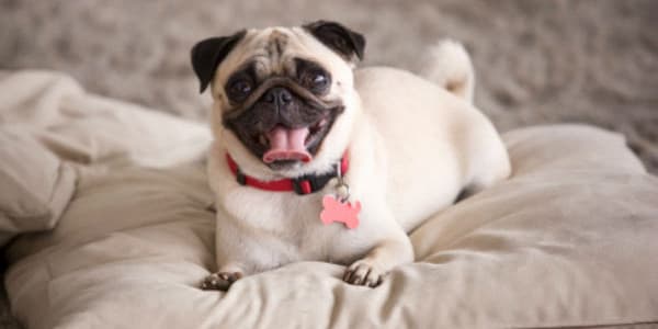 Küçük Köpekler: Sindirim ve Beslenme İhtiyaçları