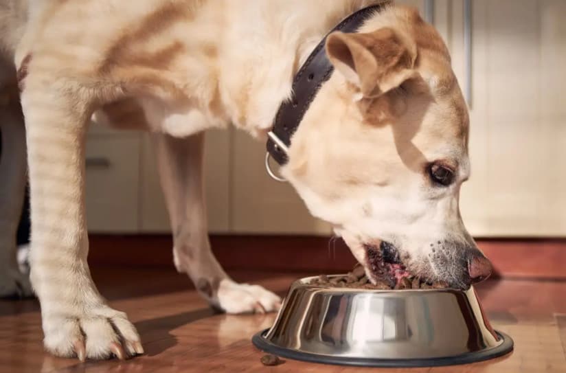Kuru Köpek Mama Seçiminde Dikkat Edilmesi Gerekenler