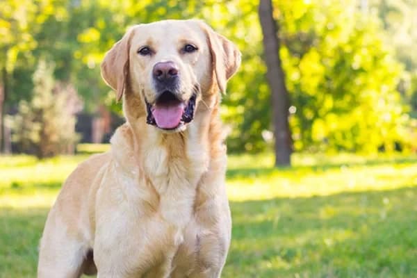 Labradorunuzu Mutlu ve Sağlıklı Tutmanın 7 Yolu