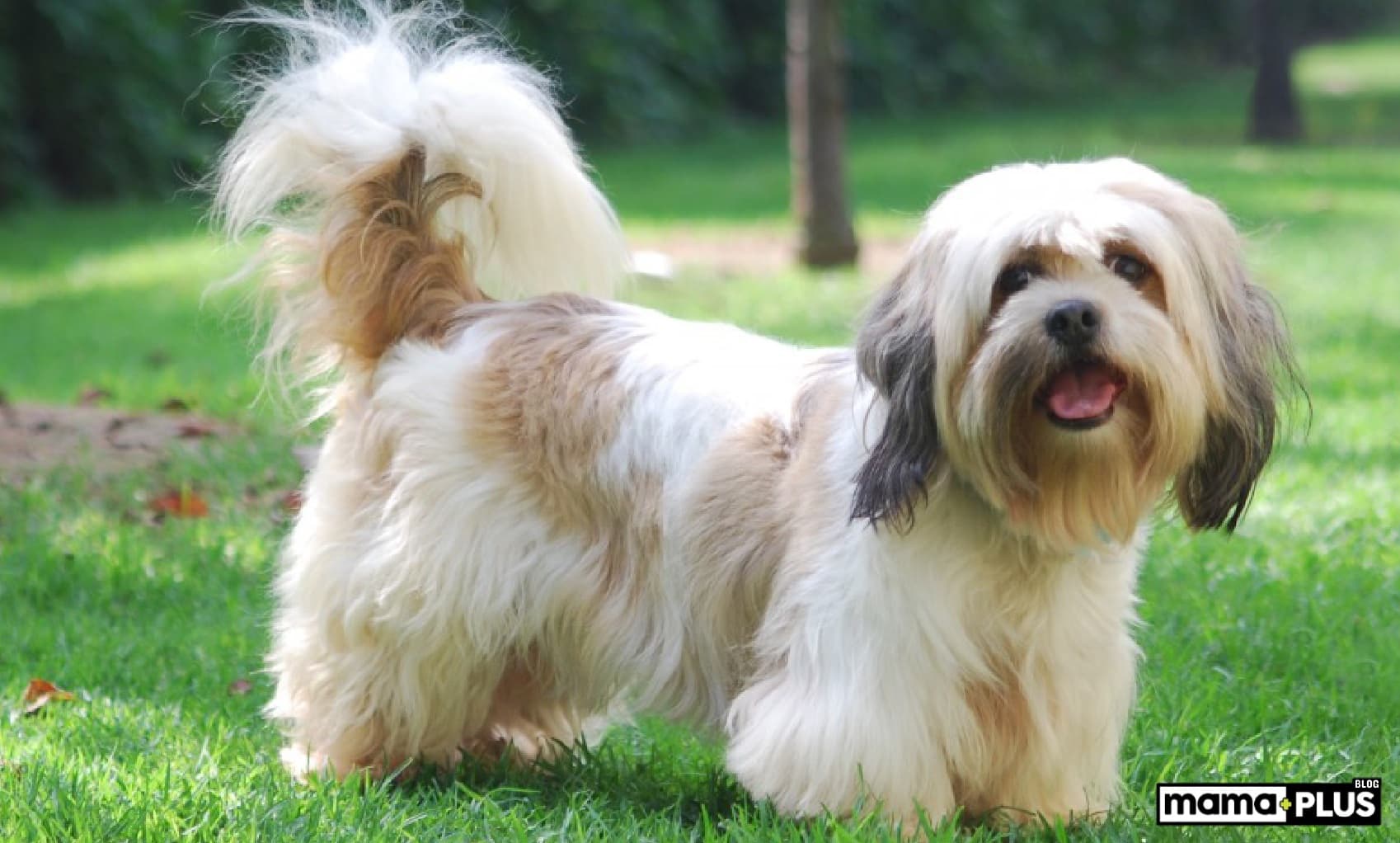Lhasa Apso Köpek Irkı Özellikleri, Bakımı, Beslenmesi ve Eğitimi