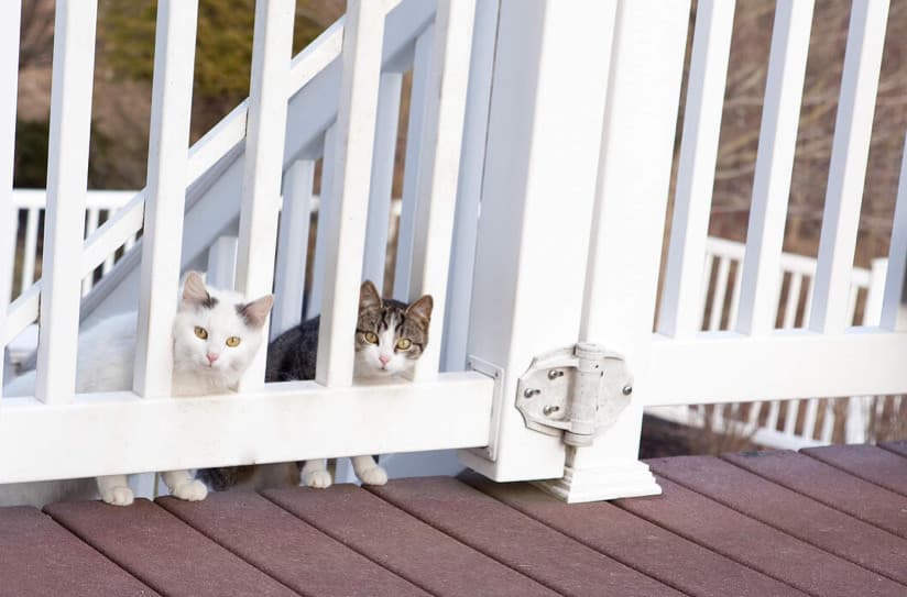 Mahallenizde Sokak Kedileri Görürseniz Ne Yapmalısınız?