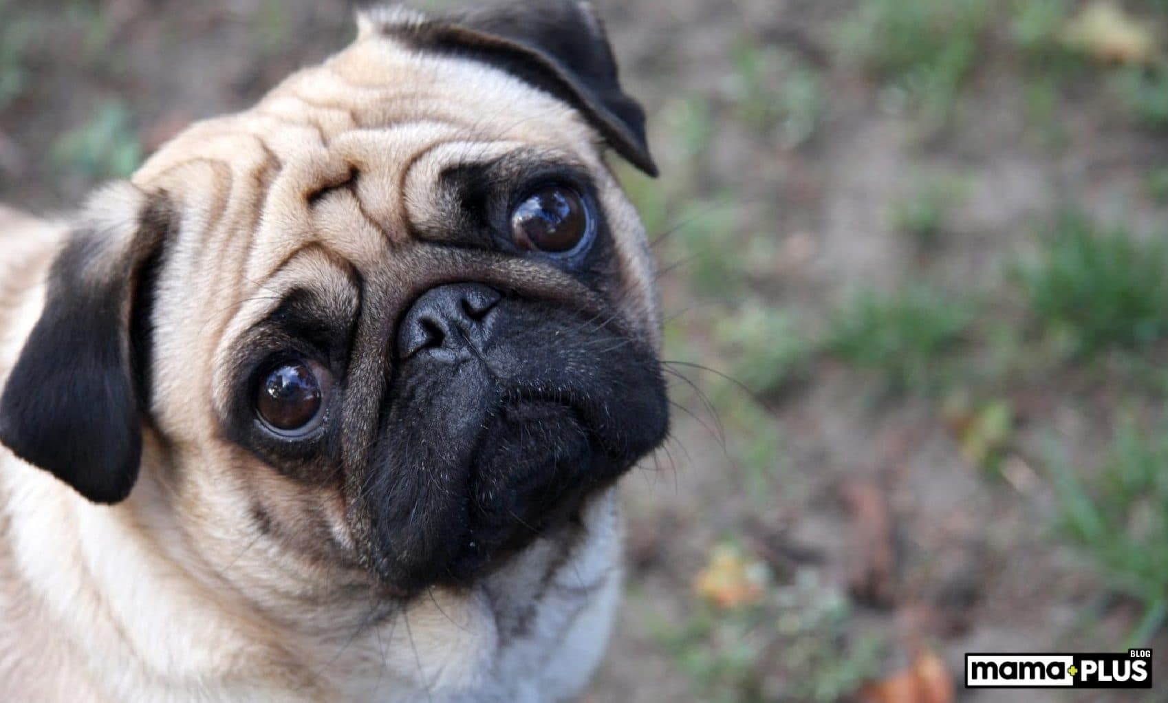 Pug Köpek Irkı Özellikleri, Bakımı, Beslenmesi ve Eğitimi