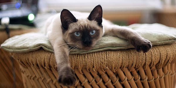 Siyam Kedisi Özellikleri, Bakımı, Beslenmesi ve Eğitimi