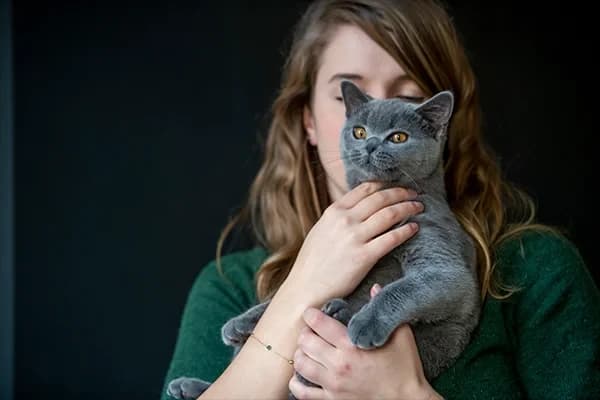 Mavi Rus Kedisi Özellikleri, Bakımı, Beslenmesi ve Eğitimi