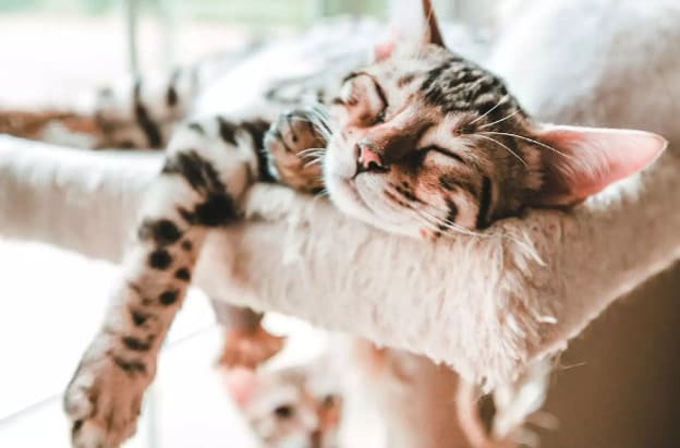 Melatonin, Evcil Hayvanınızın Uyumasına Yardımcı Olmaktan Daha Fazlasını Nasıl Sağlar?