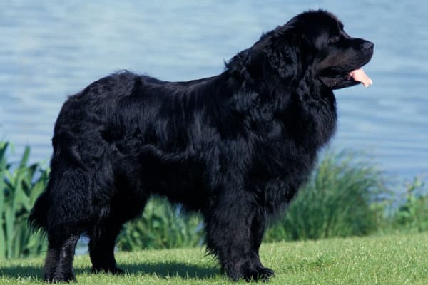 Newfoundland Köpeği Özellikleri, Bakımı, Beslenmesi ve Eğitimi