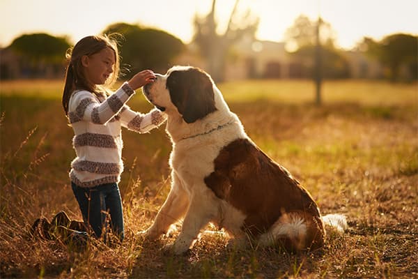 Saint Bernard Köpek Irkı Özellikleri, Bakımı, Beslenmesi ve Eğitimi