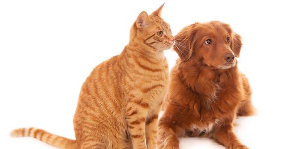 Omega-3 Nedir ve Kedilere Ne Faydaları Vardır?