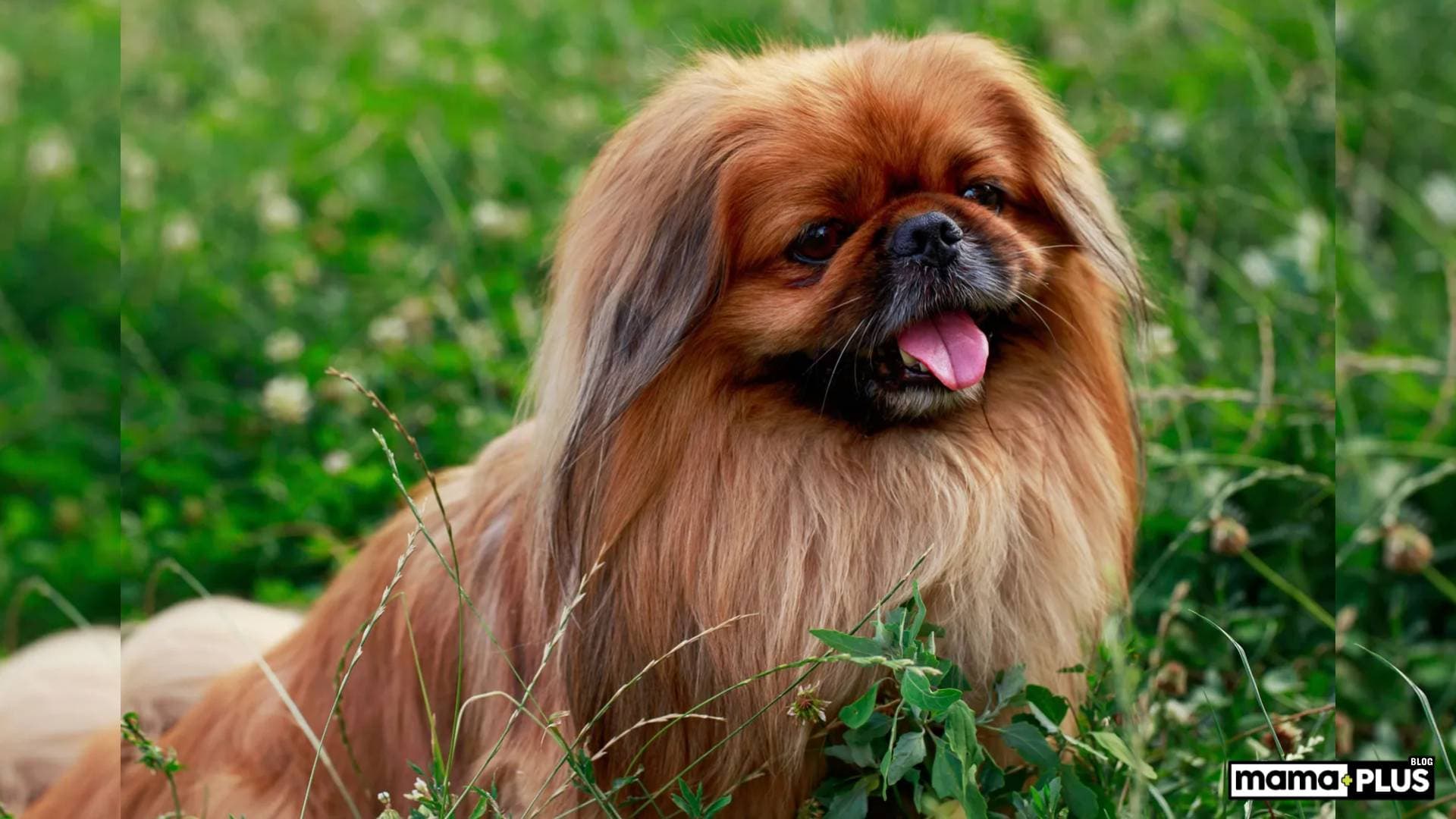Pekinese Köpeği Özellikleri, Bakımı, Beslenmesi ve Eğitimi