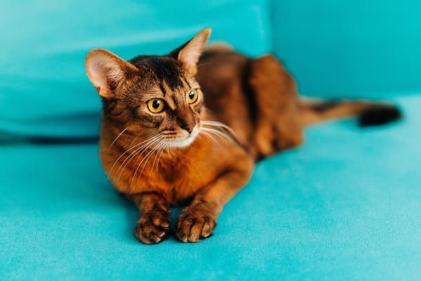 Somali Kedisi Özellikleri, Bakımı, Beslenmesi ve Eğitimi