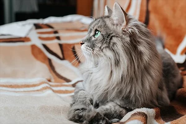 Sibirya Kedisi Özellikleri, Bakımı, Beslenmesi ve Eğitimi