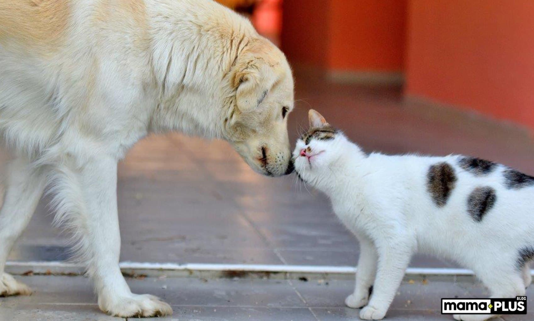 4 Nisan Dünya Sokak Hayvanları Günü: Sessiz Dostlarımızı Hatırlayalım