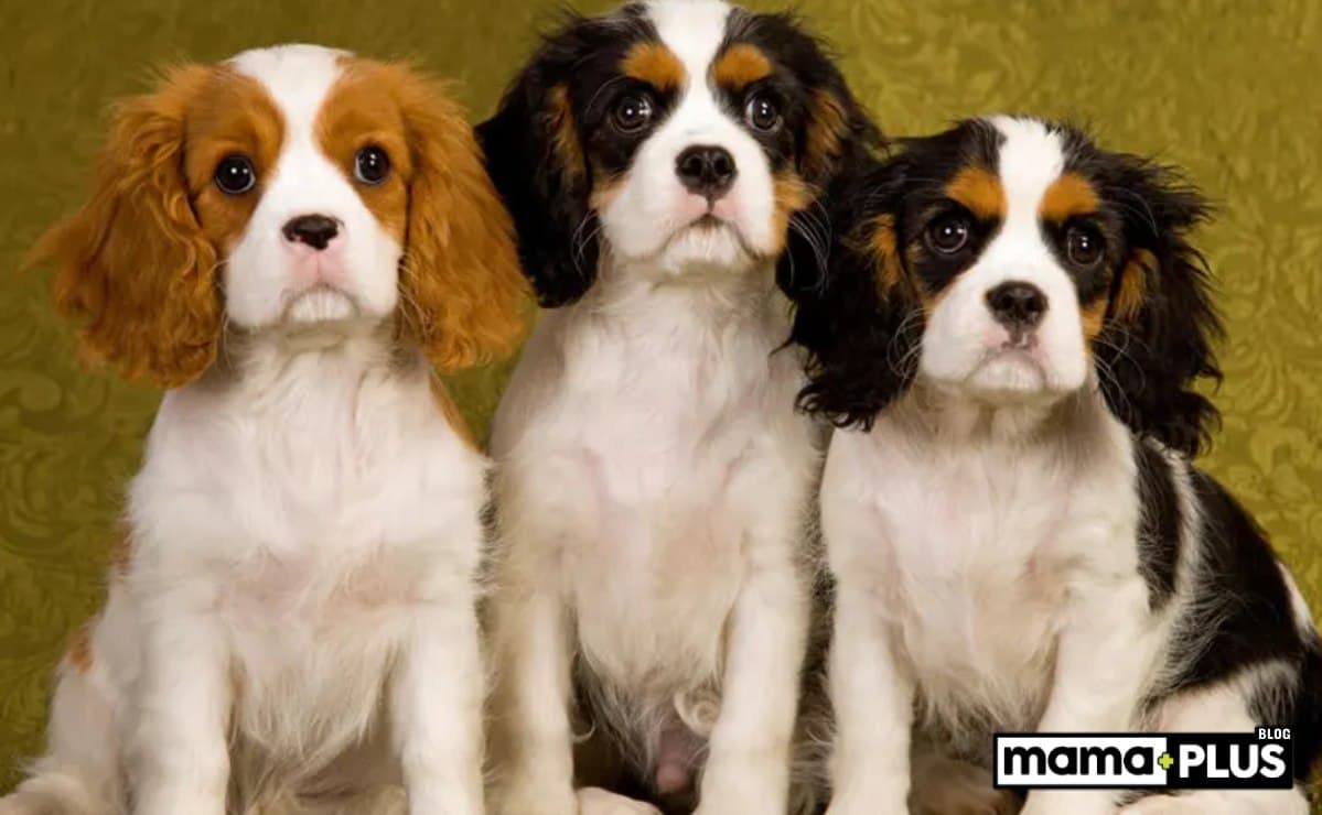 Süs Köpeği Irkları İçin Mama Tavsiyesi