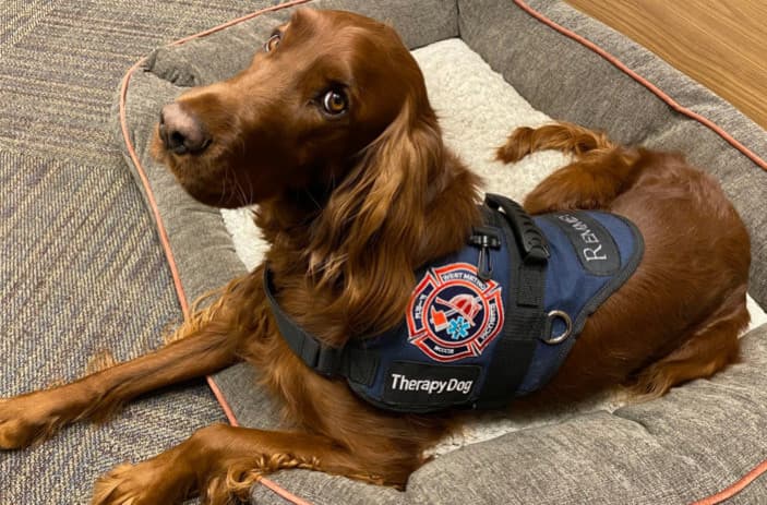 Terapi Köpekleri Öğrencilerin Zihinsel ve Fiziksel Sağlığını Nasıl Etkiler?