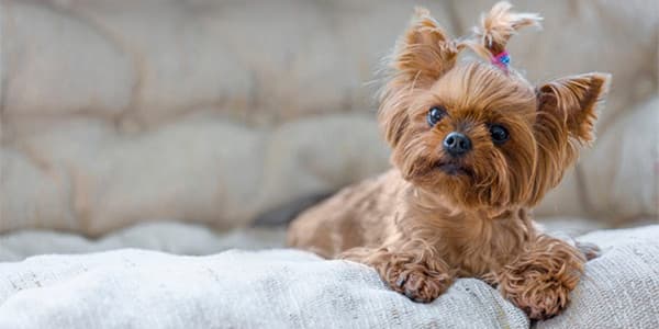 Tüm Küçük Irk Köpek Sahiplerinin Bilmesi Gereken Önemli Noktalar
