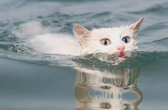 Türk Van Kedisi Özellikleri, Bakımı, Beslenmesi ve Eğitimi