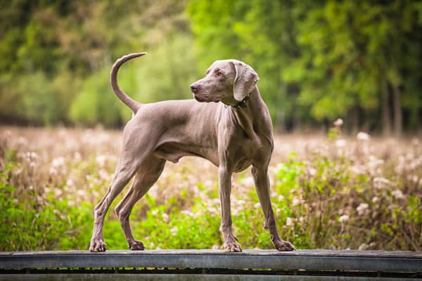 Weimaraner Köpeği Özellikleri, Bakımı, Beslenmesi ve Eğitimi