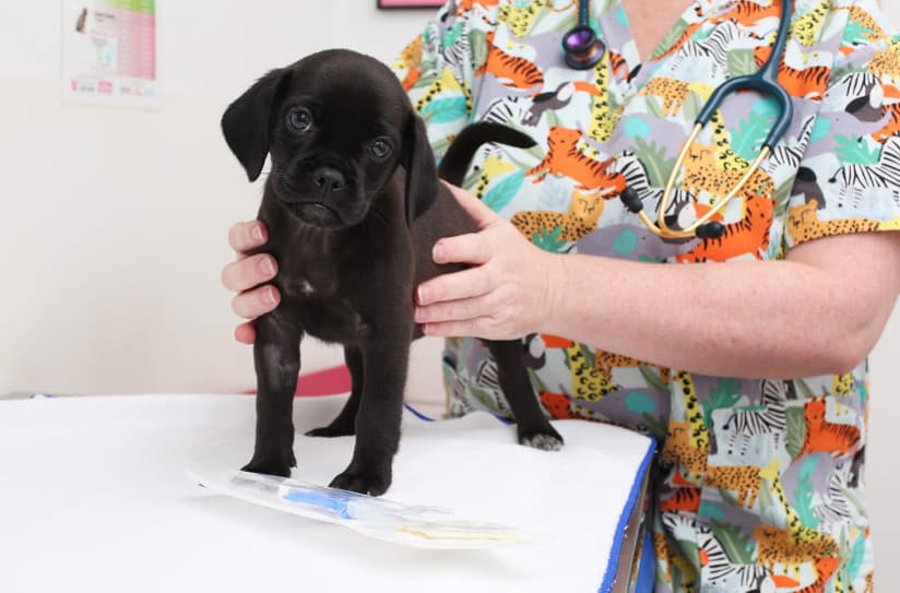 Yavru Köpeğinizi Sağlıklı Tutmak İçin 5 Özel İpucu