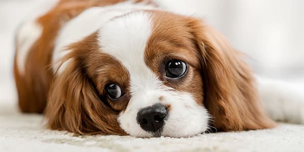 Yavru Köpeklerde Dehidrasyon Belirtileri ve Nedenleri