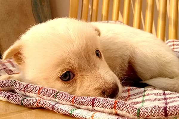 Yavru Köpeklerin Bakım ve Beslenmesi