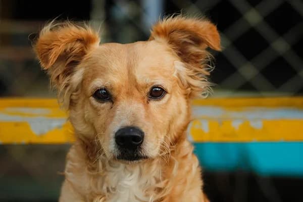 Yüzmeyi Seven Köpek Irkları