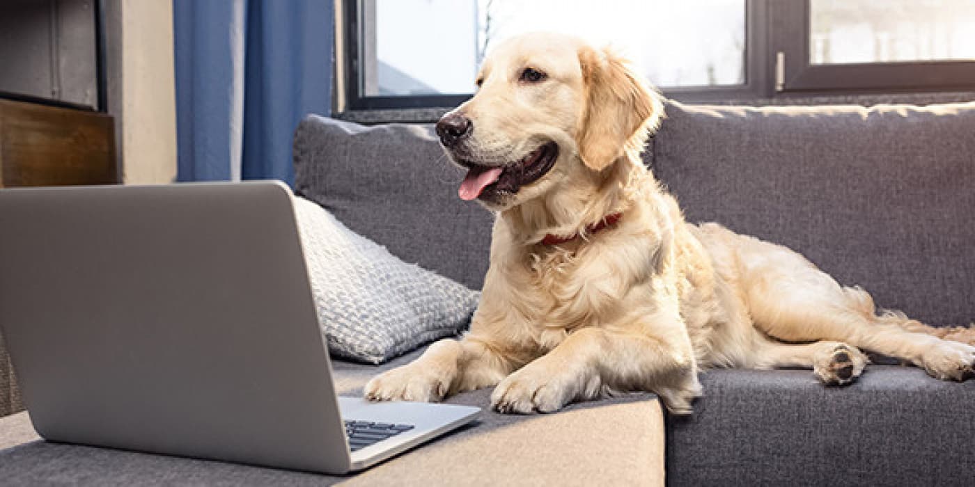 10 Yaygın Köpek Davranışı Sorunları - Köpeklerin davranış sorunları, köpek sahipleri tarafından genellikle yanlış anlaşılır. Belki de köpek sahibi olma konusunda yenisiniz, bir köpek almayı düşünüyorsunuz veya sadece köpeğinize zorlu bir konuda yardım etmek istiyorsunuz. En yaygın köpek davranışı sorunlarını iyice anlamak, bunları çözmenin ve önlemenin ilk adımıdır. İtaat eğitiminin sağlam bir temeli, bu sorunların çoğunu önlemenize veya daha iyi kontrol