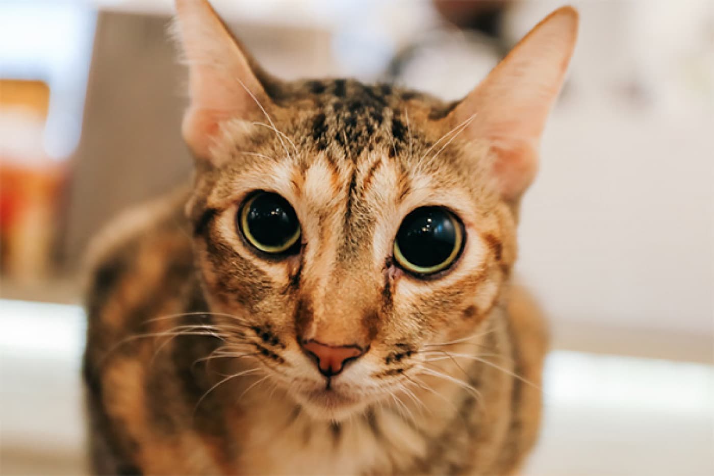 Ocicat Kedisi Özellikleri, Bakımı, Beslenmesi ve Eğitimi - Ocicat Kedisi Tarihçesi Ocicat kedisi, vahşi kedilere benzeyen egzotik görünümüyle dikkat çekse de tamamen evcil bir ırktır. İlk olarak 1964 yılında Amerika Birleşik Devletleri’nde ortaya çıkmıştır. Michigan’da yaşayan Virginia Daly isimli bir yetiştirici, Siyam ve Habeş kedilerini çiftleştirerek yeni bir kedi ırkı yaratmayı amaçlamıştır. Ancak bu çiftleşme sonucunda doğan yavrulardan biri, leopar gibi benekli bir
