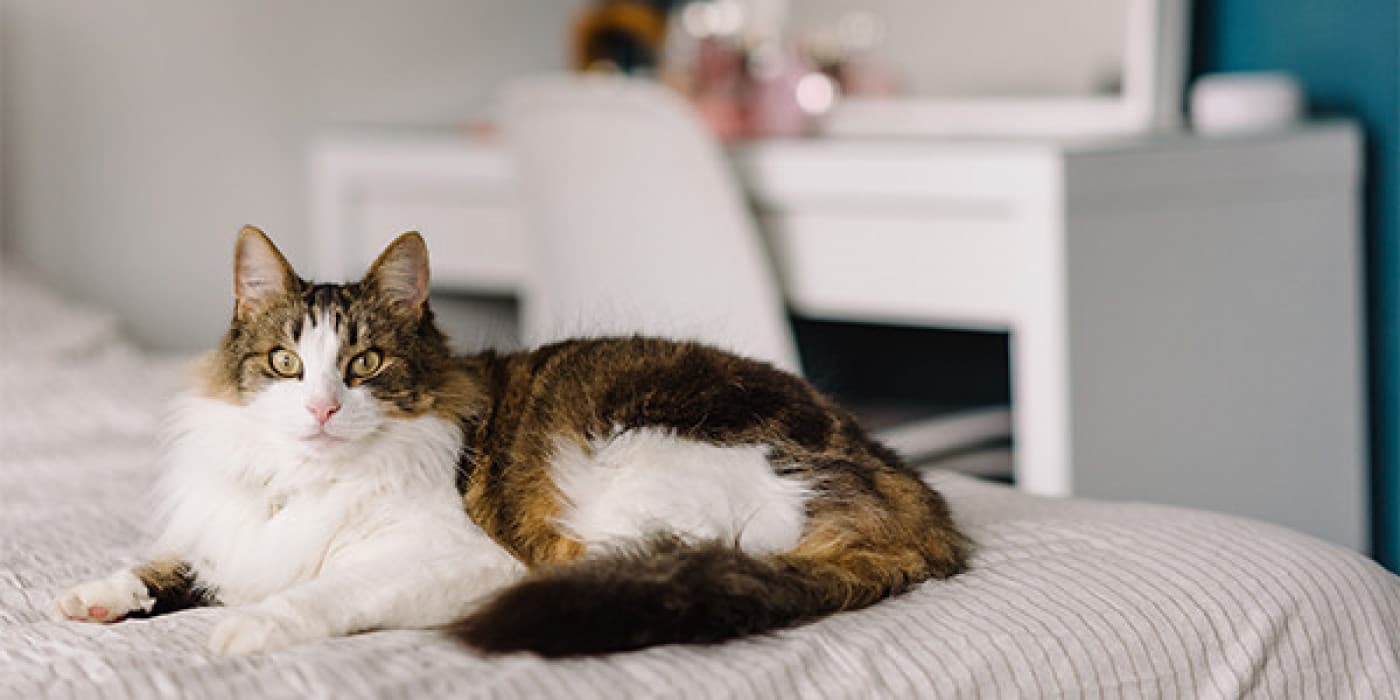 28 Mart Kedinize Saygı Günü (Cat Respect Day) - Kedi ebeveyni ya da sahibi olmak çoğu zaman karşılığını alamadığınızı hissettiğiniz bir iş gibi gelebilir. Siz, onlarla her gün ilgilenirken, size günün bir saatini bile verirlerse kendinizi şanslı hissedeceksiniz. Yani günün sonunda bunu hak ettiğinizi biliyorsunuz ve bu onların küçük sevgi eylemlerini daha da özel kılıyor. Kediler, kibirli ve sevecen olmadıkları yönünde bir üne sahiptirler