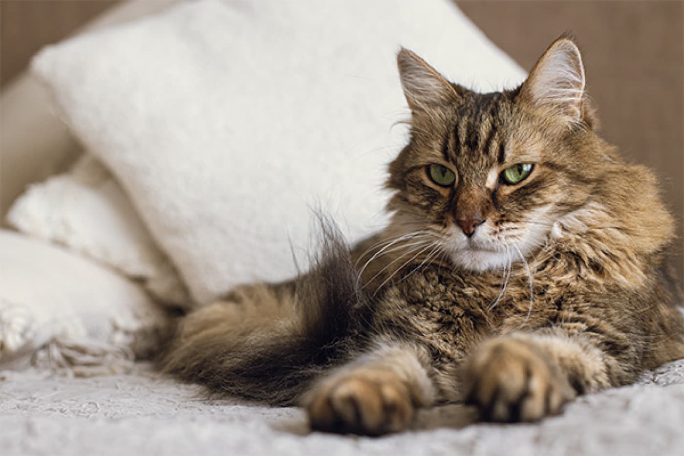 LaPerm Kedisi Özellikleri, Bakımı, Beslenmesi ve Eğitimi - LaPerm Kedisi Tarihçesi LaPerm kedisi, 1982 yılında Amerika Birleşik Devletleri’nin Oregon eyaletinde ortaya çıkmış olan doğal bir mutasyonun sonucudur. Irkın ilk bireyi, Linda Koehl adında bir çiftçinin kedisi olan ve kıvırcık tüylü doğan bir yavruydu. Bu yavrunun ilginç kürk yapısı, zamanla yetiştiricilerin ilgisini çekti ve ırkın geliştirilmesine karar verildi. Irka verilen “LaPerm” ismi, kedinin benzersiz