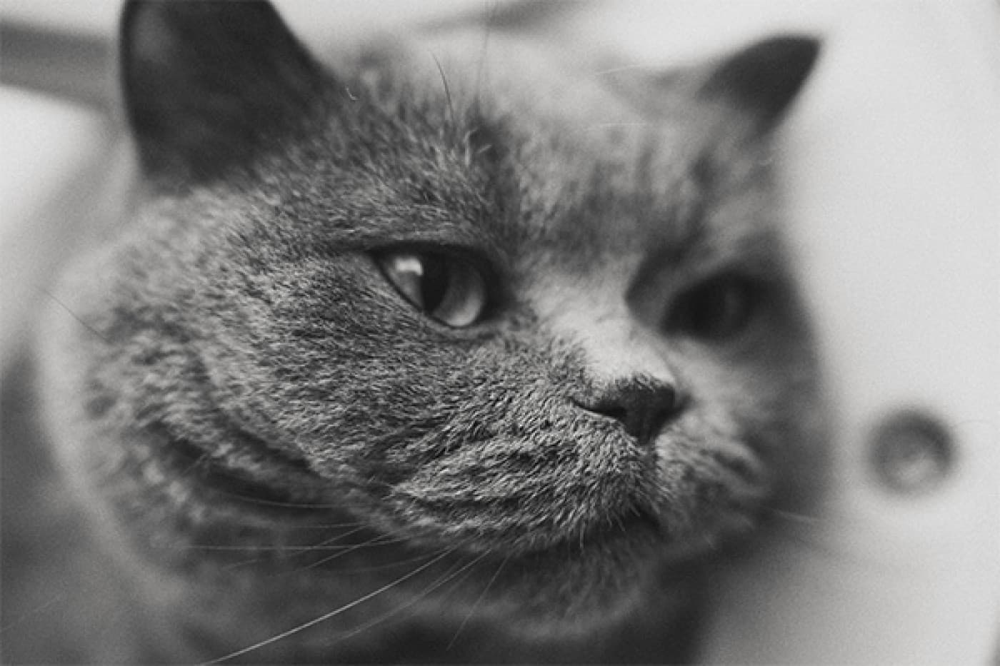 Russian Blue Kedisi Özellikleri, Bakımı, Beslenmesi ve Eğitimi - Russian Blue kedisi, zarif görünümü ve göz alıcı mavi-gri tüyleri ile dikkat çeken bir kedi ırkıdır. Bu kedinin kökeni tam olarak net olmamakla birlikte, Rusya’nın kuzey bölgelerinden, özellikle Archangel Adası’ndan geldiği düşünülmektedir. Bu sebeple, bazı kaynaklarda bu kediye “Archangel Blue” adı da verilmiştir. 1800’lü yıllarda, İngiltere’ye getirilen Russian Blue kedileri, burada kısa sürede popüler hale